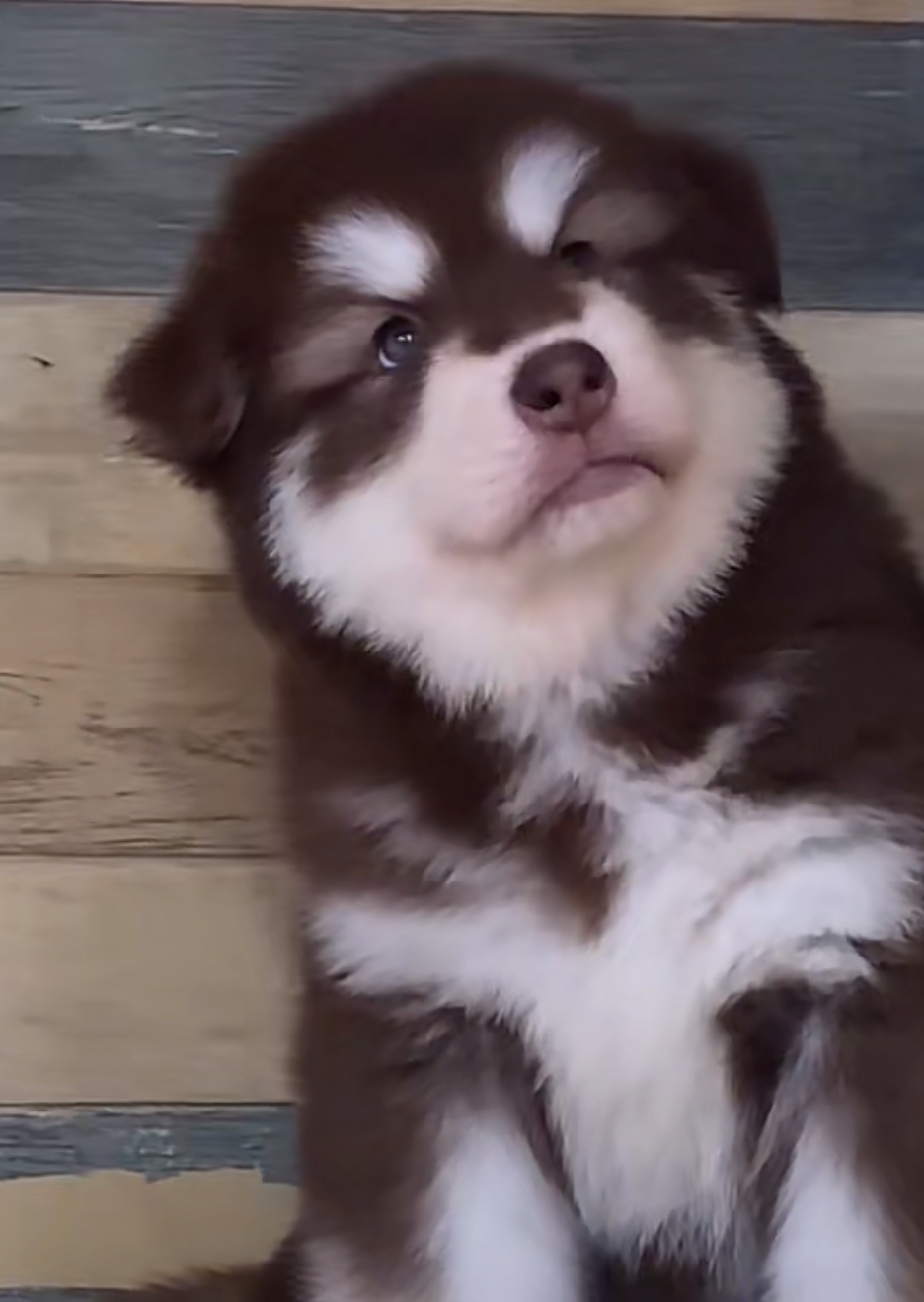 可爱，忠诚，聪明，有向导性，陪伴犬，